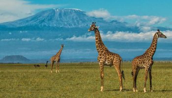 10 Day Itinerary through Nairobi, Masai Mara, Lake Nakuru, Lake Naivasha, Amboseli National Park and Diani Beach