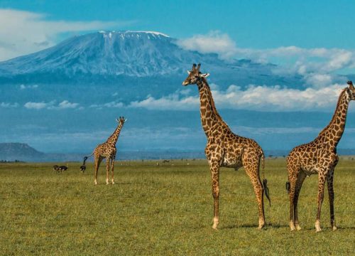 10 Day Itinerary through Nairobi, Masai Mara, Lake Nakuru, Lake Naivasha, Amboseli National Park and Diani Beach