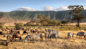 10-day safari itinerary that covers the Maasai Mara, Lake Nakuru, Amboseli, and Serengeti