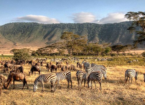 10-day safari itinerary that covers the Maasai Mara, Lake Nakuru, Amboseli, and Serengeti