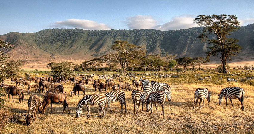 10-day safari itinerary that covers the Maasai Mara, Lake Nakuru, Amboseli, and Serengeti