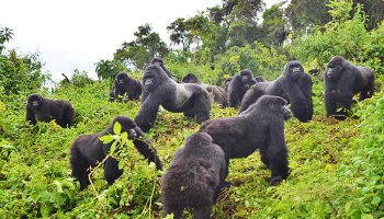 3-Day Gorilla Trekking Safari - Rwanda