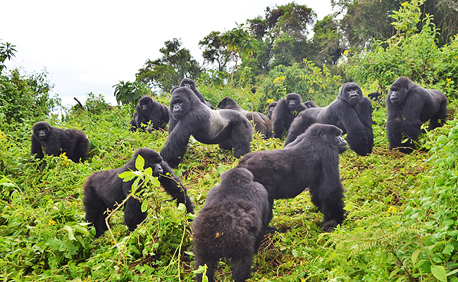 3-Day Gorilla Trekking Safari - Rwanda
